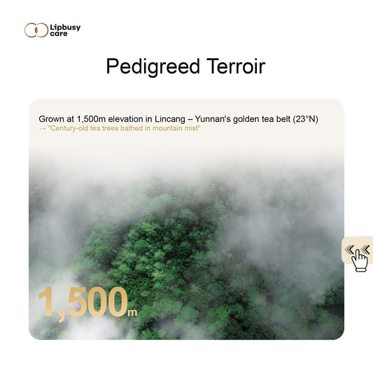 Collector's Edition Pu'er Tea - Champion of 2024 Hong Kong International Tea Fair